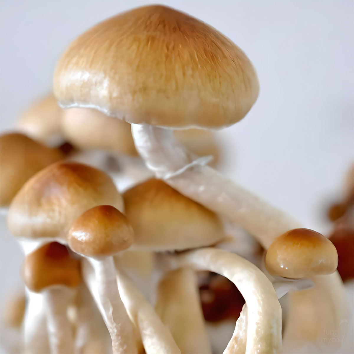 PF Redspore Spores - Fungi Myco