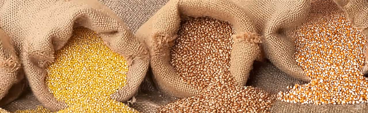Rye Grain vs Millet vs Popcorn: Drain the Grain Jane