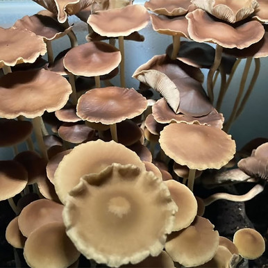 Psilocybe Zapotecorum Encinal 2 Spores - Fungi Myco