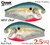 2.5 Square Bill Single Color 2 Pack