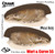 Wart & Curve 55 Single Color 2 Pack