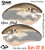 Rapa DT10 Single Color 2 Pack