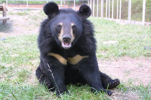 jasper-moon-bear.jpg