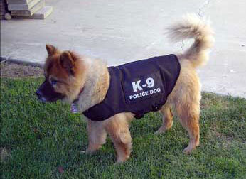 kuma-pd-01b.jpg