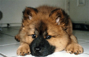 kuma3mos-01b.gif