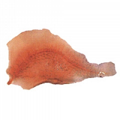 Bon Tool 32-139-B5 Plant Leaf Stamp - Fern Leaf