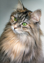Understanding Your Pets Immune System: A Concise Guide