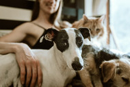 The Unconditional Love Prescription: Petting Away Stress and Anxiety