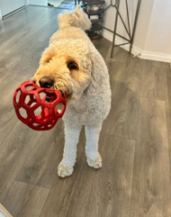 Keeping Your Pets Teeth Bright: Advice, for National Pet Dental Health Month