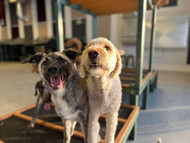 Naturally Boosting Your Pets Immune System: Tips and Tricks