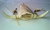 White Elk Wall Hanging: Perseverance, Reach for the Sky: by Naomi Knecht White Elk Wall Hanging: Perseverance, Reach for the Sky: by Naomi Knecht