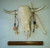 White Elk Wall Hanging: Perseverance, Reach for the Sky: by Naomi Knecht White Elk Wall Hanging: Perseverance, Reach for the Sky: by Naomi Knecht