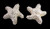 Starfish Cufflinks- Sterling Silver- Gold Plate Available