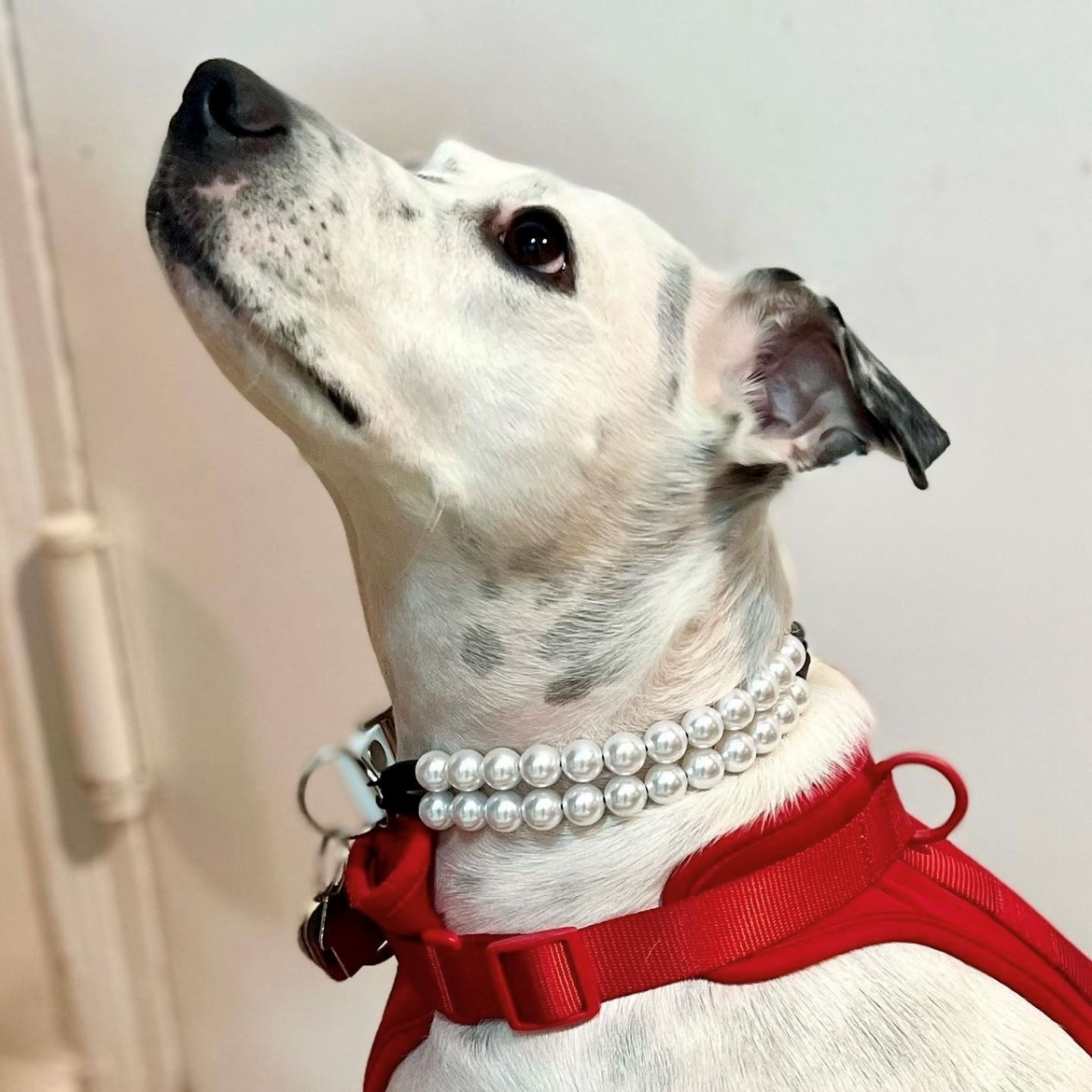 Millie the Dog in Pearls: Jane Gordon Jewelry