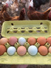 Pasture Raised Eggs (1 doz) Primrose Farm * Curbside Only