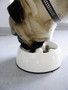 Dog It Go-Slow Anti-Gulping Bowl White Small Plastic, Non Slip, 6.75"x2.15"H 10.1oz