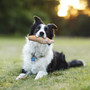 Hydrodogz Foodies Hot Dog Chew Dog Toy With Squeaker, ‎7" x 5" x 15"