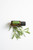 Rosemary Oil (15 mL) - doTERRA