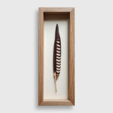 T.A.G. (Tom) Smith Peregrine Falcon Feather, from the Montana Bird Series 