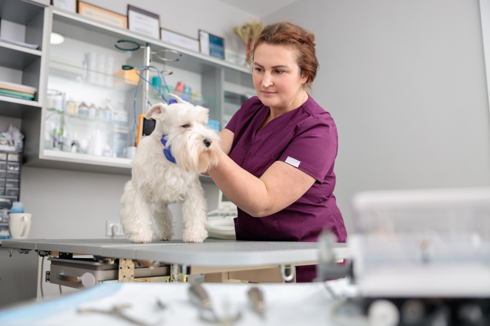 Veterinaria