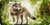 Wolf Forrest Pet Pack Hunting Beast Dog Hunter Car Truck Tag License Plate