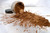Vegan Mineral Eyeshadow - Warm Honey Vegan Mineral Eyeshadow - Warm Honey