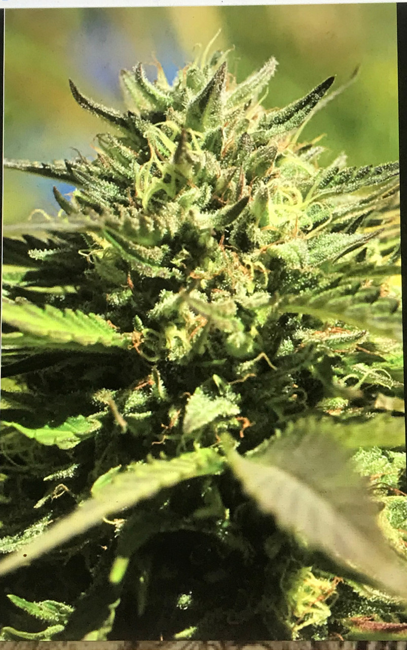 amigo outdoor living center on Dank Amigo Funky Sour Reg M F 5pk