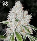 Indica Dominant Hybrid - 60% Indica / 40% Sativa
THC: 23% - 24%
Double OG Chem is a slightly indica dominant hybrid strain (60% indica/40% sativa) created through crossing the potent OG Chemdawg X Double OG Sour strains. The perfect heavy-hitting for any indica lover, Double OG Chem brings on a long-lasting and soothing high that’s great for when you want to really kick back in a relaxing and pain-free manner after a long and stressful day or week. The high starts with a subtle build, slowly working its way into your physical form with a soothing body buzz. While your body settles into this state of calm, a happy lift will work its way into your mind, leaving you feeling slightly focused and euphoric, ready to chat with anyone around you. These effects aren’t too sedative, but rather help you to really kick back and relax. Combined with its super high 23-24% average THC level, these effects make Double OG Chem perfect for treating chronic stress, inflammation, ADD or ADHD, chronic pain and headaches or migraines. This bud has a classic spicy chemical flavor with a savory and skunky woody exhale. The aroma starts of earthy and flowery before taking a sharp turn into spicy skunk and woody pine. Double OG Chem buds have small fluffy rounded forest green nugs with thin clear amber hairs and a coating of frosty clear crystal trichomes.