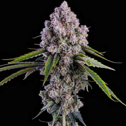 PEPE SILVIA R1
Zweet OG #8 x Grandpa's Cookies #6
Stats:
Variety: Fem Photo
Flowering Time: 60-63 Days
Yield: Very Heavy
TAC: 25-30%
Terpenes:
Kushy
Gassy
Citrus
FYI:
Pepe Silvia is a heavy hitter with long-lasting and euphoric effects. She gets stacked with flowers from top to bottom.
High Yield
Euphoric Effect
Pungent Terpenes
Strong & Vigorous
FEATURES:
Vigorous, medium height with strong lateral branching.
Heavy bract-to-leaf ratio. Dense flowers that are easy to trim.