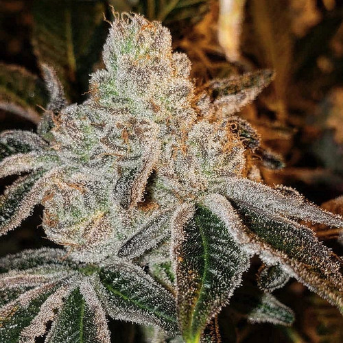 Johnny Dang R1
Wrank #5 x Marshmallow OG*
*Paul Wall Pheno (Chem D x Triangle OG x Jet Fuel Gelato)
Stats:
Variety: Fem Photo
Flowering Time: 63 Days
Yield: High
TAC: 25%+
Terpenes:
Pine
Floral
Gasoline
FYI:
Complex Caryophyllene dominant terpenes combine with a solid structure and vigor make this one something special.
Big trichrome heads
High bract-leaf ratio
Spongy, but dense
FEATURES:
Extremely strong, hearty plant.
Heavy lateral branching.
Medium sized flowers that stack hard.