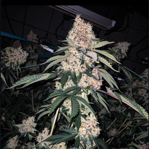 Lemon Whhip Haze (SLH IBL B Line)
SLH IBL x SLH IBL
Stats:
Variety: Fem Photo
Flowering Time: 56-63 days
Yield: High
TAC: 25%+
Terpenes:
Whipped cream
Confectionary
Lemon and berries
FYI:
Having worked our Super Lemon Haze line extensively, we're able to offer this feminized IBL that is consistent and stable. It has potent and uplifting effects that most find to be clear and euphoric.
Medium height
Good lateral branching
Medium-long internodes
FEATURES:
Spongy flowers
Lots of color in cooler rooms
Homogenous