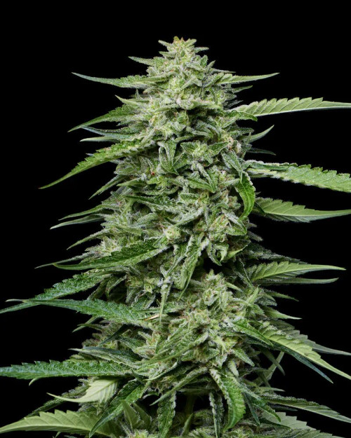 Blueberry Honey 
Indica Dominant | Euphoric| Pheno Hunted for Unique Terpenes
50 days, Sep. 20 – Oct. 1


BLUEBERRY & HONEY

Feminized Seeds, Original Strain

Blueberry Honey, a standout from the 2025 Pheno Hunt, carries sweet notes of sun-ripened blueberries and golden honey. Its long lasting, calming effects make it a favorite for those seeking a gentle, relaxing experience. With bushy plants that sparkle with trichomes, deliver generous yields, and perform with true California grown quality, this new strain brings both flavor and feels to your garden. Indica-dominant and euphoric, this cultivar was pheno-hunted for its unique terpene profile that perfectly complements its soothing nature.




50 days, Sep. 20 – Oct. 1

Cannabis Strain Benefits
Available: Feminized
GENETICS: Blueberry Pancakes x PPD x Dip N’ Stix
TYPE(S/H/I): Indica Dominant
Smell: Sun-ripened Blueberries

Flavors: Blueberries and Honey

Appearance: Sparkling with Trichomes

Effects: Euphoric
Harvest Planning: 50 days, Sep. 20 – Oct. 1
Growth: Bushy plants, generous yields, pheno hunted for terpenes