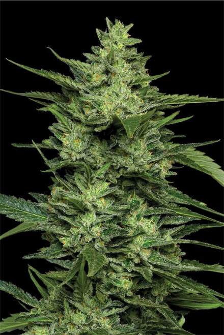 Limez

Flowering Time: 60 days, October 14-21

Hybrid, Uplifting, Lime Green Flowers, F3BX2


LIMES | FIZZY SODA | SOUR TANG

Feminized Seeds, Original Strain

Limez is a pungent and potent hybrid strain that masterfully combines the zesty citrus notes of lime with the sharp, sour tang of lemon, creating a bold and refreshing flavor profile. Its vibrant green buds are densely packed and blanketed in a thick layer of glistening trichomes, showcasing its exceptional quality. This strain delivers a powerful, uplifting effect that inspires creativity and energizes the mind— making it ideal for tackling artistic projects, brainstorming sessions, or simply enjoying quality time with friends.

Flowering Time: 60 days, October 14-21

Cannabis Strain Benefits
Available: Feminized
Parentals: Limez x Key Lime Pie x Long Point Lime
Ind / Sat: Hybrid
Photoperiodic Flowering: Flowering Time: 60 days, October 14-21
Growth: Densely packed flowers blanketed in a thick layer of glistening trichomes
Flavor / Taste / Smell: Limes, Fizzy Soda, Sour Tang
Effect: Powerful, uplifting effect that inspires creativity and energizes the mind
Appearance: Vibrant green buds
Great Washer for Big Yields: Up to 3%