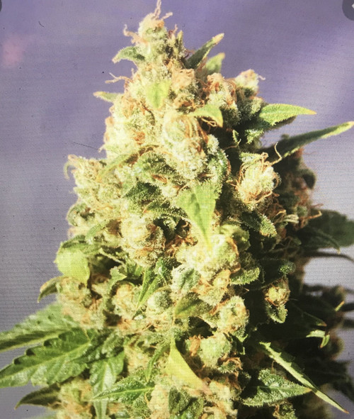 TANGETI  ﻿Tangie x Yeti OG ﻿﻿ ndica Dominant Hybrid - 70% Indica / 30% Sativa  THC: 28%, CBD: 3%  Yeti OG is an indica dominant strain with a 70:30 indica/ sativa ratio. It was previously known as Headband X Loompa and is renowned for its high quality effects. What is really interesting is that it offers a sensational 20% THC content along with 3% CBD level that allows cannabis users to experience a high unlike anything they may have come across before. You have to keep in mind that it is perhaps one of the most popular strains simply because it tastes really good. You will get to enjoy a creamy, rich smoke which is most appealing to patients and cannabis users alike. After smoking the strain, you will experience a pressure at the top of your head. This is explains why Yeti OG was formerly known as Headband. On the other hand, its affects are not as drastic as you would expect it to be. You will have to wait it out until you feel the high overcome you. Once you start feeling relaxed, you will be at peace and will feel incredibly powerful. This is then followed by intense feelings of euphoria, which is primarily associated with Yeti OG. Considering its relaxing effects, it is no surprise the strain is highly recommended                                                              Tangie is a sativa-dominant hybrid of California Orange and an unknown Skunk strain that smells like a dank bag of clementines. The freshly squeezed stank and energetic high make the strain stand out in an already powerful line of tangerine-flavored strains like Tangerine Haze and Tangerine Dream.angie OG is an evenly balanced hybrid strain created through crossing the delicious Tangie and the classic OG Kush strains. This bud takes the flavors of its two celebrity parents and combines them for a mouthwatering smoke that will leave you begging for more. Each inhale brings a tangy citrusy pine flavor that's accented by a lemony herbal exhale. The aroma is very sweet and woody with an earthy citrus overtone that becomes spicy as the nugs are burned. The Tangie OG high is just as bright and vivid as its flavor, with energizing and lifted effects that are perfect for giving you a kick of energy in the early afternoon or later in the day. You'll feel an influx of creative energy almost as soon as you exhale, infusing you with a sense of pure euphoria. As your mind soars, a light tingle will begin to spread throughout your entire body, invigorating you and giving you the boost you need to get up and get moving. In combination with its high 17-18% average THC level, these effects make Tangie OG the perfect choice for treating conditions such as chronic pain, fatigue, insomnia, depression, and chronic stress or anxiety. This bud has dense almond-shaped bright neon green nugs with fiery orange hairs and a coating of vivid golden crystal trichomes.