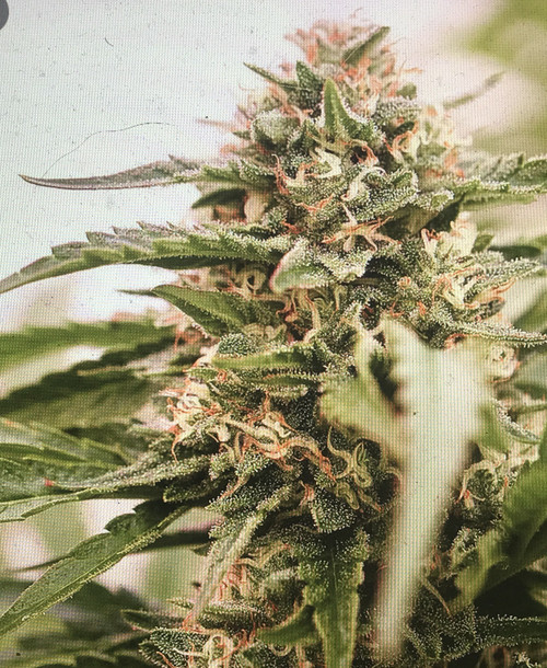 SCARLET FIRE SCARLET FIRE Durban poison x Yeti OG Durban Poison is a F1 cross of a sativa strain from a secret garden located just outside Durban, South Africa and a potent, early Dutch skunk. This strain grows tall with huge leaves. Long, tight buds have a sweet earthy flavour that has a hint of anise. Famous for its trippy up high, and the Yeti OG is an indica dominant strain with a 70:30 indica/ sativa ratio. It was previously known as Headband X Loompa and is renowned for its high quality effects. What is really interesting is that it offers a sensational 20% THC content along with 3% CBD level that allows cannabis users to experience a high unlike anything they may have come across before. You have to keep in mind that it is perhaps one of the most popular strains simply because it tastes really good. You will get to enjoy a creamy, rich smoke which is most appealing to patients and cannabis users alike. After smoking the strain, you will experience a pressure at the top of your head. This is explains why Yeti OG was formerly known as Headband. On the other hand, its affects are not as drastic as you would expect it to be. You will have to wait it out until you feel the high overcome you. Once you start feeling relaxed, you will be at peace and will feel incredibly powerful. This is then followed by intense feelings of euphoria, which is primarily associated with Yeti OG. Considering its relaxing effects, it is no surprise the strain is highly recommended for patients suffering from depression, stress and even chronic pain. Many patients... * Plant type: Best suitable for outdoor growing. * Plant height: Tall- Mostly Sativa * Stoned or high?: Sativa High- Cereberal Buzz * THC level: Moderate 5-10% * Flowering Weeks: 8/9 * Yield (Sea of Green on one m2) : 450 * Harvest Month: 9 * Grow difficulty: Easy (Good for beginners) Flavors   Berry, Cheesy, Lemon, Skunky