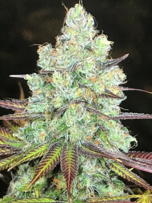 Alpenglow
Cherry Vanilla Cookies x Oregon Huckleberry 2017 #5
Stabilized Polyhybrid
Parental Information
The Mother of this line is a Cherry Vanilla Cookies that smells and tastes as she is named. She provides a potent, tasty and colorful consistency to the offspring.
 
The father is a select male chosen out of the Oregon Huckleberry 2017 gene pool, which is our favorite huckleberry male yet. The make up of the 2017 is an Oregon Huckleberry Bx4 using a Mt.Hood Huckleberry female in the mix. This line is currently unreleased aside from the contributing male gene.
 
 
Indica/Sativa %
50/50 Hybrid
Feminized Seeds?
No
Indoor / Outdoor
Indoor
Outdoor
Greenhouse
Bloom Length:
8-9 week
Description:
AlpenGlow grows large, dense, colorful trichome coated colas that display a low amount of variation in structure and potency throughout the offspring’s entirety.  Aromas of vanilla cream, lavender, black currants, dark red wine and undertones of earthy/oak/hazelnut make for a unique sensory experience. Effects are immediately felt with a warm tingling sensation in your head that quickly travels throughout.  Not recommended for beginners.
A glance into a room of flowering AlpenGlow is comparable to a glimmering sunset upon the mountains. Hues of magenta, purple, red, yellow, violet, maroon and green make this one of the more fascinating fades we’ve seen in the cannabis gene-pool. Colors are so vivid that they radiate with a nostalgic autumn vibration, casting a visual sense of pleasure and awe.
Expect a 9 week bloom time on average.
 
Stretch:
.75-1x
Resin Profile:
Copious Resin
Odour Score:
6
Odour Description:
Black currants, vanilla cream, red wine, lavender and undertones of oak/hazelnut
Flavour Score:
8
Flavour Description:
Vanilla cream, berry, lavender, 
Potency Score:
9