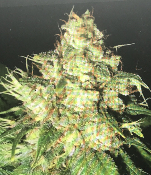 Bubba  Cheese  relicPre 98 Bubba Kush x Exodus Cheese   Indica Dominant Hybrid - 85% Indica / 10% Sativa Bubba Cheese is an indica dominant hybrid strain (85% indica/5% sativa/10% ruderalis) strain created through crossing the classic ( Cheese X Bubba Kush) with another unknown ruderalis strain. Infamous for its glorious flowering tendencies, Bubba Cheese is the perfect choice for both patients and growers alike. This gorgeous strain packs a moderate high that's perfect for all levels of experience, with light-hearted effects that are perfect for easing social anxiety and getting you chatting with ease. You'll feel lifted and happy throughout the duration of this high, with a sense of giddy euphoria that quickly transforms to a giggly state, leaving you laughing at anything and everything around you as you kick back. With these effects and its high THC level, Bubba Cheese is said to be perfect for treating chronic fatigue, depression, insomnia, chronic stress and mood swings. This bud has a spicy cheesy flavor with a touch of fruitiness upon exhale. The aroma is of spicy pungent cheese with a hint of herbs and fruits as the nugs are broken apart and burned.  This strain expresses similar physical characteristics across phenotypes, with slight variations in flavor, ranging from the earthy, peppered underside of the Bubba Kush to the taste and smell that has made Cheese so popular across the globe. Easy to grow and plenty to show once finished, you will not be disappointed.  Genetics: Pre '98 Bubba Kush x Cheese x Ruderalis Indica/Sativa: 90/10 Yield: Medium-High Harvest: 45 Days Stature: Short and Stout