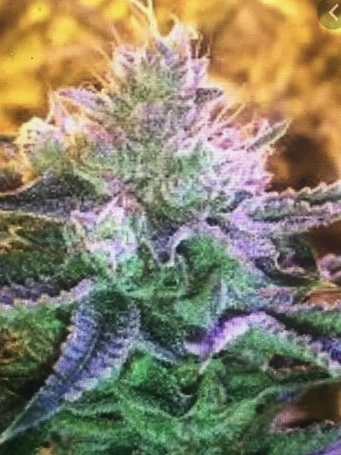 LEMON PRECIOUS Lemon Kush x Precious    The Lemon Precious is a very stout plant, they will bush out very well when topped. the Lemon Precious will have a medium stretch. she will produce dense spearlike buds with a classic Kush structure.a real OG Indica she smells like  sweet and sour lemons 63-70 days in flower