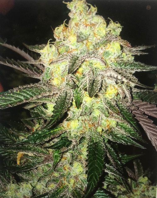 Ethos Candy Store R1  fem 5 pk