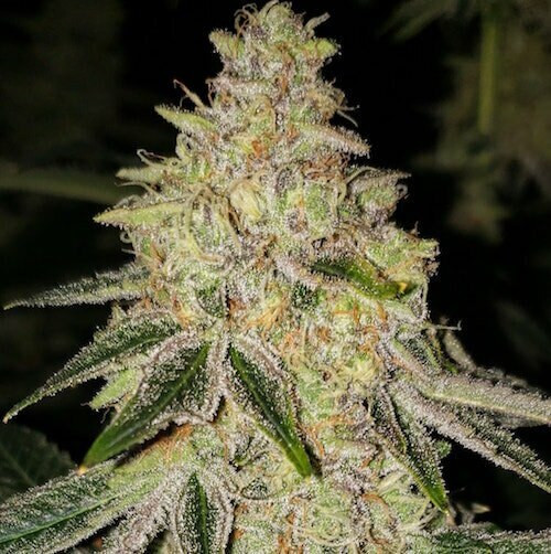 Ethos
MAC N' JACK R1

Mac 1 x 1994 Jack Herer


Available in either 5 or 10 AlphaFem™ Seeds
Flowering time: 9-11 weeks
Yield: She's a monster!
Total Cannabinoids: 25-30%
CBG: 2%
CBC: 1%
THCv: .3%


Terpenes: She's got a sharp landrace lemon upfront with an incense, Pine and Sandalwood finish.
Morphology: Insanely vigorous and can get out of control if not properly grown. She stacks fairly well for such a fast growing plant. I recommend sending her in to flower earlier than a typical plant. She'll fill in nicely the first month of flower with strong vertical and lateral branching. Great plant for an intermediate or highly experienced grower. She does great outdoors, as well but needs the full season.