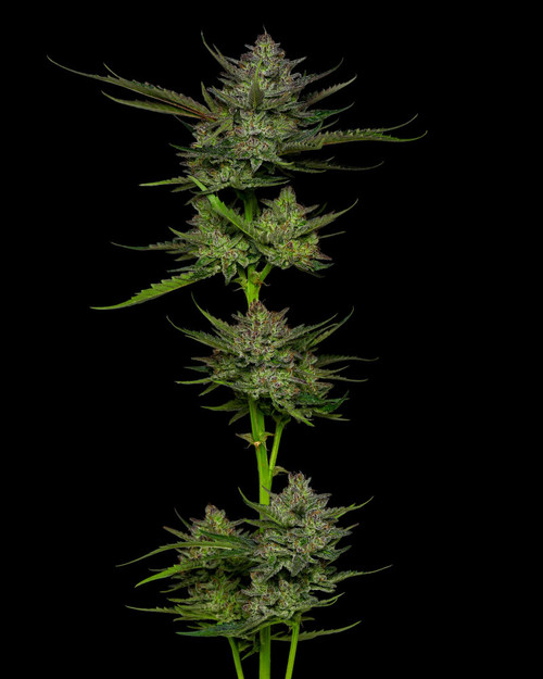 Humboldt Seed Co.
SOUR APPLE AUTOFLOWER
 ORIGINAL STRAIN
AUTOFLOWER SEEDS
FLOWERING TIME 75-90 Days From Germination

SATIVA | AVG. THC 20-24% | MINOR VARIATION | FROSTY AND DENSE

APPLE | GAS




Sour Apple Autoflower

Sour Apple is a crossbreed to auto projet that combines classic fuel terp/high THC strains with the fruity terps and amazing vigor of the Magic Melon Auto. In 2019 we isolated high THC phenos of the cross and then bred them with seed from the plants testing over 20% THC. With dense buds that have an attractive purple and green mottling and sugar-coated frost, this is worthy of the top shelf anywhere.











AUTOFLOWER SEEDS
FLOWERING TIME 75-90 Days From Germination


STRAIN BENEFITS
Sativa
Apples, Gas
Average THC 20%-24%
Frosty and dense nugs