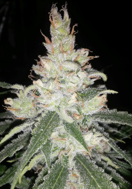 FORBIDDEN FRUIT HAZE

Reg m/f 5pack

8-9 weeks of flowering time

Forbidden Fruit is an indica dominant hybrid strain created through a cross of the insanely delicious Cherry Pie x Tangie strains. It’s name may say it’s forbidden, but you’ll be tempted to have more and more after one tasty morsel of this delicious bud. The Forbidden Fruit flavor is incredibly smooth and fresh, with a fruity sweet lemony taste that’s accented by sweet berries and pine. The aroma is very sweet as well, with a pine overtone that’s complemented by lemony berries and earth. Forbidden Fruit buds have dense pebble-shaped dark forest green nugs with sparse orange hairs and a thick frosty coating of minty green crystal trichomes. If you like the taste of Forbidden Fruit, you’ll love the high even more. It starts with an uplifted euphoric effect that boosts your mood and leaves you feeling happy and content. As this head high continues, your body will fall victim to a powerful stone that leaves you helplessly couch-locked with a moderate buzzing feeling that eases away any aches or pains and often causes you to fall asleep. Because of these effects and its powerful 23-26% THC level make Forbidden Fruit ideal for experienced users suffering from chronic pain, insomnia, chronic stress, and migraines.