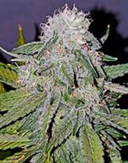 SILVERBACK F3
The SilverBack F3

A little more worked silverback Big durabale plants with a super candy smell with mostly huge purple buds. The Silverback is a cross between the mendo purps and the Super Silver Haze. This is a very short strain as it finishes -45-56 days and ready to harvest early oct The Silverback is a mold and mildew resistant variety ready for the cold nights of new england  . A powerful dose of 23% THC awaits you as Silver Back is recommended for those who have been around the block at least a few times. Big nugs covered in thick trichomes pack a big punch with deep and rich purple notes peeking through. The flavors and smells of this strain are luscious and include grape, earth, and spice that all blend together like a mulled wine. Many users love how smooth of a smoke this bud brings.
Like a gentle ride through the jungle of your mind, Silver Back will lift you up before cautiously setting you down. Users note a strong euphoric boost that’s coupled with energy and a tendency to be fairly social, and while you’ll feel both lifted and relaxed at the same time, your body will soon feel the weight of this strain’s effects. Sedation may be a strong word, but finding the motivation to do much of anything will be a tall order to fill.
Silver Back brings a host of medical benefits to your life as this strain is perfect for winding down after a hard day. Mental concerns including depression, stress, and even bipolar disorder can be calmed without having to turn to medication, and nagging issues of bodily pain or even a lack of appetite are greatly helped. ,And you can’t beat 23% THC and a healthy cerebral high!

bred in vermont for vermont sungrown...

60/40 indica dominant

ready sept...