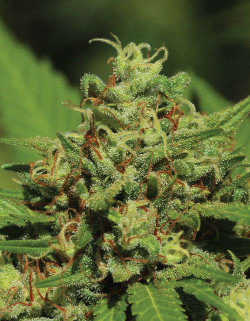 Humboldt Seed Co. EMERALD FIRE OG LEGENDARY STRAIN feminized 10 pack  og kush, BALANCED INDICA AND SATIVA | RELAXING AND UPLIFTING | LARGE DENSE NUGS COVERED IN RED HAIRS | THC 23-28% CBD .04% | F4  EARTHY | PUNGENT | CITRUS  FEMINIZED SEEDS   FLOWERING TIME 60 DAYS, October 1-15   Emerald Fire OG  Imagine a sleepy fireplace on a cold, rainy day, inviting you to sit and unwind in the slow warmth it offers – this is the kind of fire channeled by our Emerald Fire OG. This plant offers large, dense nugs, covered in orange fiery hairs making it true to the name. This smooth, lemony, and piney smoke will make you sit back and soak in the environment around you.            STRAIN BENEFITS Balanced Indica and Sativa Large dense colored in red hairs Average THC 23%-28% FEMINIZED SEEDS     FLOWERING TIME 60 DAYS, October 1-15