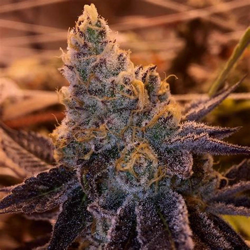 Humboldt seed co.
GARLIC BUDDER
 ORIGINAL STRAIN


INDICA (70% INDICA 30% SATIVA)
CREAMY BUTTER | GARLIC | NUTTY 




Garlic Budder

Our new Garlic Budder is extremely dense, and dripping with trichomes. We’ll be the first to admit that savory strains aren’t our typical forte, but since we’ve been breeding garlic as long as we have, we had to go for it! This line stood out in our 2019 Phenotype mega-hunt: the spicy garlicky terpenes are prevalent, along with enticing buttery and nutty undertones. Expect above-average growth, with tall bushy plants that are high-yielding and productive. 







FEMINIZED SEEDS


FLOWERING TIME 70 DAYS, October 5-20


STRAIN BENEFITS
70% Indica 30% Sativa
Creamy Butter, Garlic, Nutty