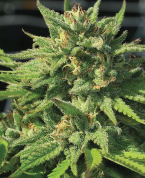 Humboldt Seed Co. BIGFOOT GLUE LEGENDARY STRAIN SATIVA DOMINANT | CRYSTAL COVERED BUD | MOLD RESISTANT | THC 25% CBD .09%   EARTHY | PUNGENT | PINE  FEMINIZED SEEDS FLOWERING TIME 60 DAYS, October 1-15  Bigfoot Glue  Incredibly similar to a strain that will remain unnamed for legal reasons. Produces big frosty nugs that are absolutely covered in sticky crystals. Trimmers have found their scissors glued together after working on these nugs, perfect for taking a break to enjoy this excellent smoke. The piney, floral, sour smoke is a total knock-out that will leave you glued to the couch in a state of uplifting relaxation. Ultimate appeal with 25%+ THC potentials.    STRAIN BENEFITS Sativa dominant Crystal covered bud Produces big frosty nugs Mold-resistant Piney, floral, sour smoke