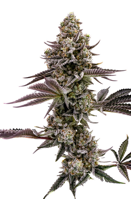 BLUEBERRY CUPCAKE
ORIGINAL STRAIN
| HYBRID (50% INDICA 50% SATIVA) | EXPLOSIVE GROWTH FOR EXCEPTIONAL FULL TERM YIELD

CAKE BATTER | BLUEBERRIES

Blueberry Cupcake

Originally bred and discovered by our friends at HendRx Farms and featured in The Grow-Off 2020, we simply had to make this available in seed form. Through the Grow-Off this genetic was trialed in different growing conditions and got a great response from its competitors. As an S1 (selfed one time) there is some variation, but the popular Blueberry Muffin terpenes tend to be dominant thanks to the stable and homozygous nature of our Blueberry Muffin IBL! The flower smells wonderful with all the subtleties of cake batter and blueberries with a hint of rocket fuel.

FEMINIZED SEEDS
FLOWERING TIME: 60 DAYS, October 10-20
STRAIN BENEFITS
Phenos: Some Variation
Growth: Explosive Growth for Exceptional Full Term Yield
Smell: Cake batter and blueberries with a hint of rocket fuel