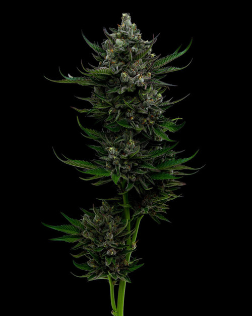 Humboldt Seed Co.
ALL GAS OG
ORIGINAL STRAIN
INDICA DOMINANT | HUGE PRODUCER | INTENSELY RELAXING | AVG. THC 21% | F4
SKUNK | ORANGE | PINE
FLOWERING TIME  55 DAYS SEPT. 25 – OCT. 1
All Gas OG

Everything about All Gas OG (formerly Asphalt Plant) is huge – the plant, the leaves, the nugs, and the high. It’s a great producer of dense, bright green nugs. This skunky smoke will leave you feeling like you’ve been bitten by a snake – get ready to chill out and snack your face off when you smoke this potent hybrid. Moderate/Heavy producer with extremely high THC levels 20%+ and that gas that everyone loves.



STRAIN BENEFITS

Huge producer
Skunk, Orange, Pine Smell
Average THC 21%


 
 
 
FLOWERING TIME  55 DAYS SEPT. 25 – OCT. 1