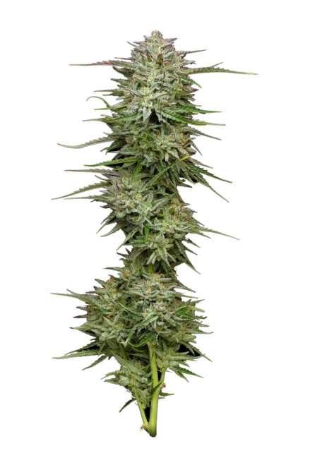 Humboldt Seed co.
POUND TOWN AUTOFLOWER
 ORIGINAL STRAIN
AUTOFLOWER SEEDS
HARVESTING TIME: 75-85 DAYS FROM GERMINATION


SATIVA (40% INDICA 60% SATIVA) | AVG. THC 20-24% | MODERATE PHENOTYPICAL VARIATION | HIGHLY VIGOROUS
FUEL | CARAMEL APPLE | MELON FUNK





Pound Town Autoflower

Pound Town Auto is definitely aptly named, it’s hard to go wrong with autos when they yield like this line does! Easy yet productive, this cultivar is great for large scale production, or your classic backyard grow. We’ve been working around the clock to create Autoflower lines that can stand up to our Photoperiods, both literally and figuratively.. We have to say we nailed it this season! Pound Town combines the yield, vigor and bud density of our famous Magic Melon Autoflower with the marketability and higher THC of our new Sour Apple Auto.









AUTOFLOWER SEEDS


HARVESTING TIME: 75-85 DAYS FROM GERMINATION


STRAIN BENEFITS
Indica/Sativa: 60% Sativa 40% Indica
Smell: Fuel and OG type terpenes with Caramel Apple and Melon Funk
Flavors: Gassy and Sweet
Appearance: Green flowers with purple highlights
Effects: Euphoric and Uplifting
Growth: Highly Vigourous
Average Cannabinoids*: 20-24%
Performance: Greenhouse / High, Dep / High, Outdoor / High, Indoor