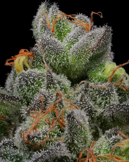 HUMBOLDT SEED CO.
CARAMEL CREAM
ORIGINAL STRAIN
FEMINIZED SEEDS


FLOWERING TIME 60 days, Oct. 1-15 
Caramel Cream

A 2018 Phenotype Mega-Hunt winner, this terpene forward selection stood out in a sea of 10k. The growth, bud structure, THC level, disease, pest, and mold resistance were all great, but the terpenes sealed the deal. Her terpene profile captivates you and brings you back wanting more. It’s a bit fuelly, a bit nutty, but mostly it’s rich with uncanny salty caramel and cream flavor. This feminized only strain is part of our new farm and gardener friendly line, easy to grow with wonderful long-lasting terpenes.





FEMINIZED SEEDS
AVG. THC 25% | EFFECT INDICA (60% INDICA 40% SATIVA) | FUEL FINISH | HIGH TERPENE CONTENT | STRONG AND UPLIFTING | F2

SALTED CARAMEL | FUEL FINISH







STRAIN BENEFITS
High Terpene Count
60% Indica 40% Sativa
Average THC 25%